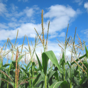 corn against the sky